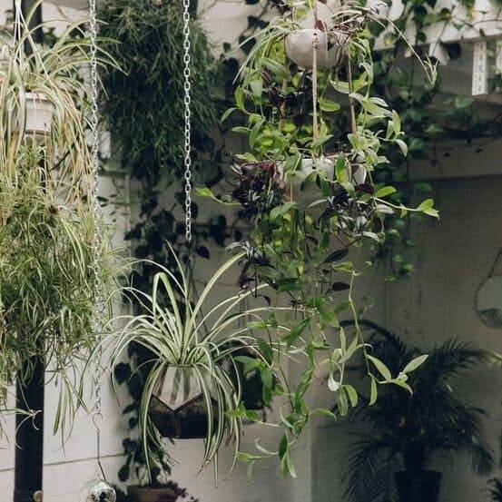 Several hanging plants.