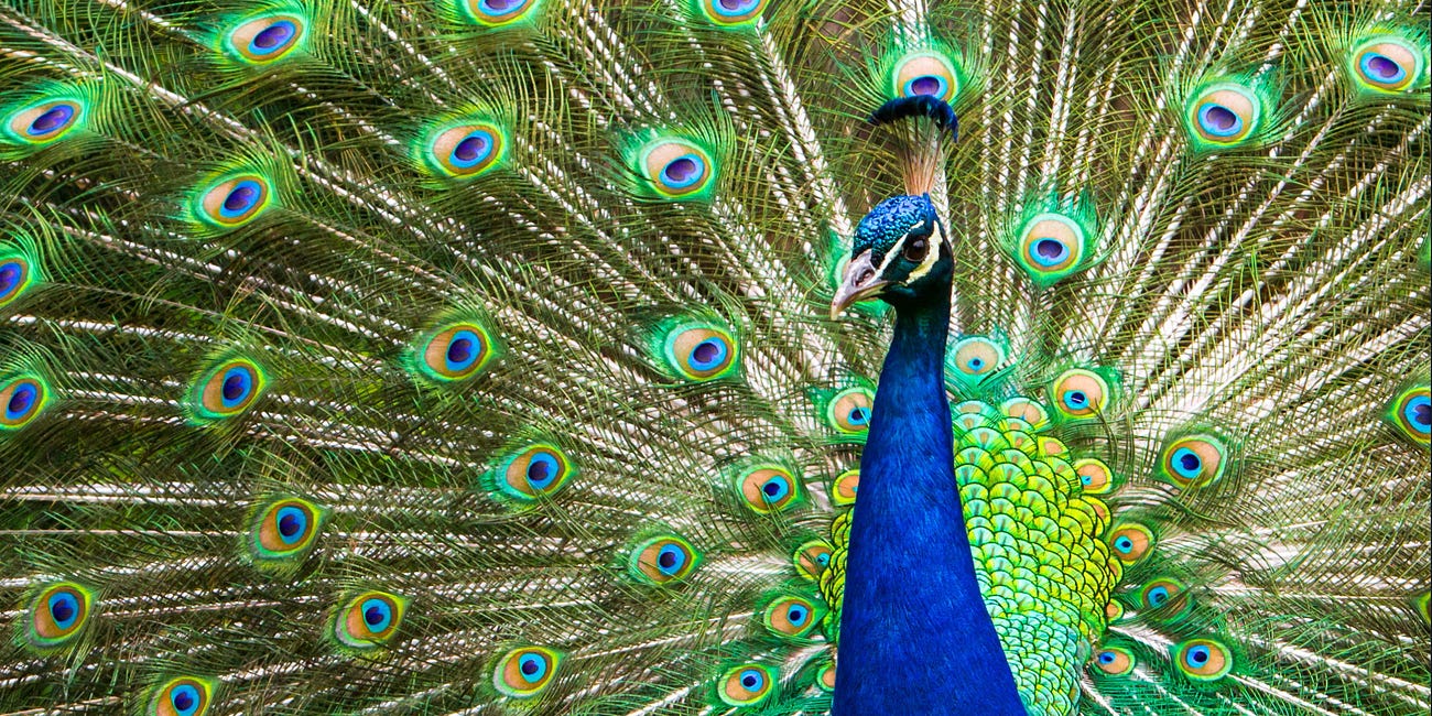 The Peacock's Tail: Syntropy is the missing puzzle piece, completing Entropic conjecture!