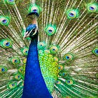 The Peacock's Tail: Syntropy is the missing puzzle piece, completing Entropic conjecture!
