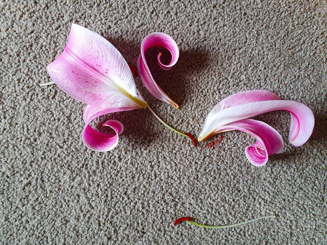Beautiful pink lily petal spirals on grey carpet