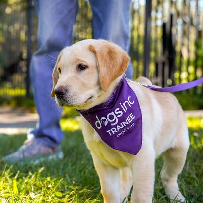 Wanted: Puppy Raisers to Help Dogs Inc Prepare Future Working Dogs