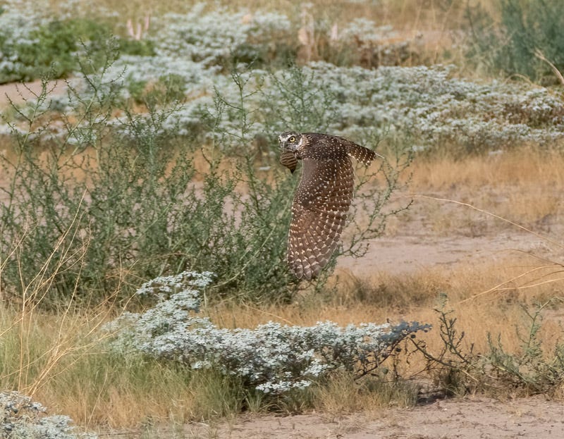 20260825-BurrowingOwl-56-Edit.jpg 20260825-BurrowingOwl-56-Edit.jpg