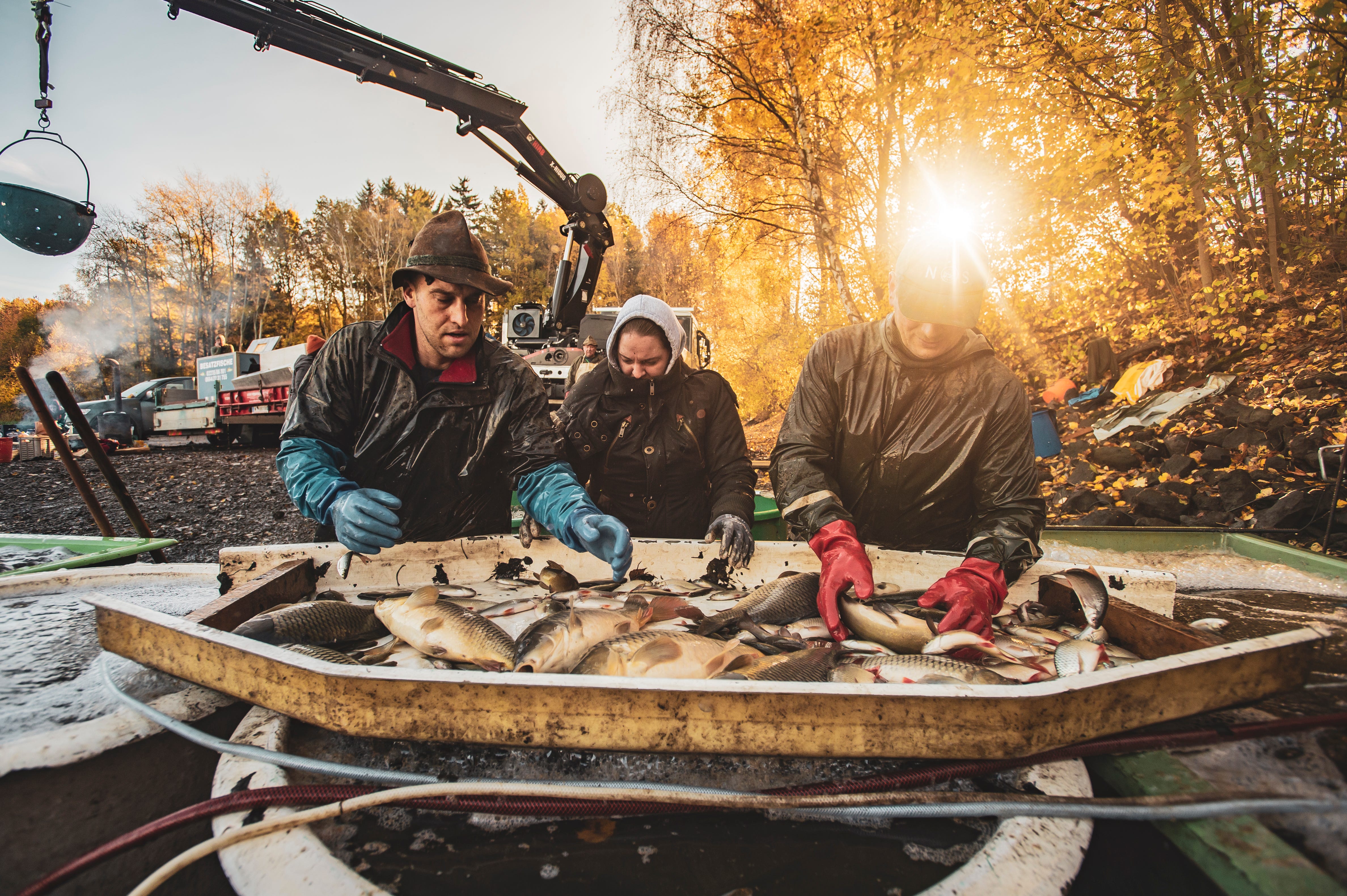 Karpfendämmerung - by Tobias Mueller - Gruss aus der Küche, image size:4751x3162