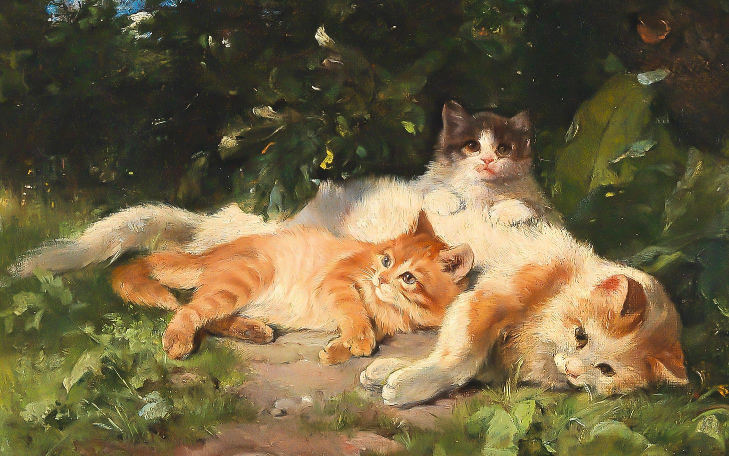 forest kittens forest kittens