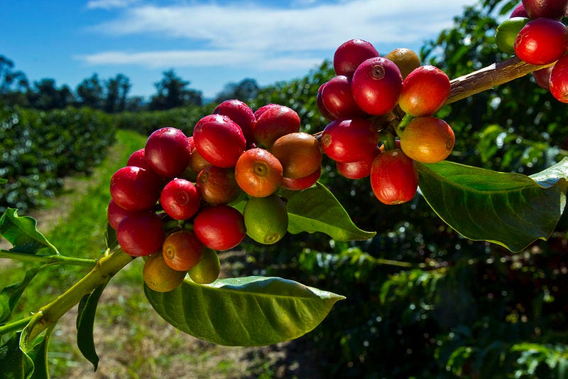 File:Coffee Berries.jpg