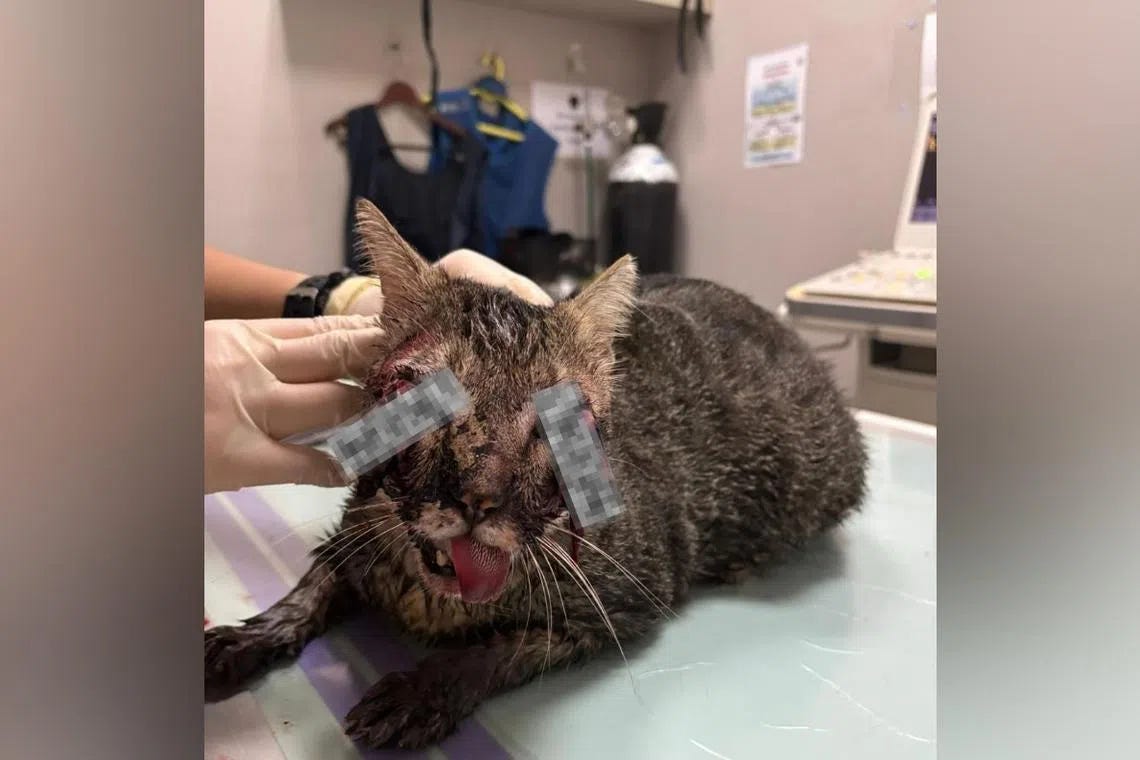 NParks investigating another brutal cat death – this time in Punggol | The Straits Times NParks investigating another brutal cat death – this time in Punggol | The Straits Times