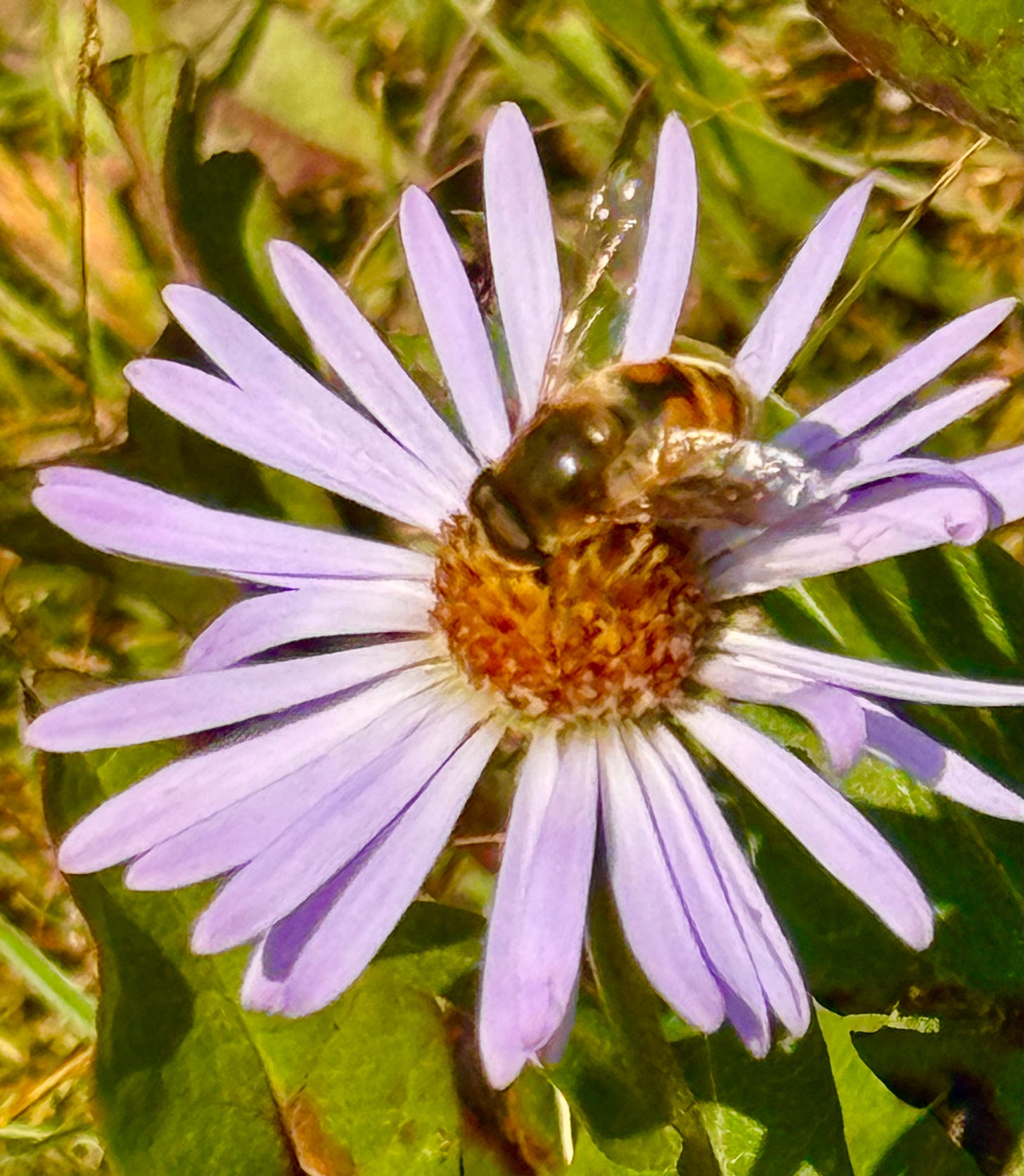 Bee and aster. Photo by Kathie Hardy.