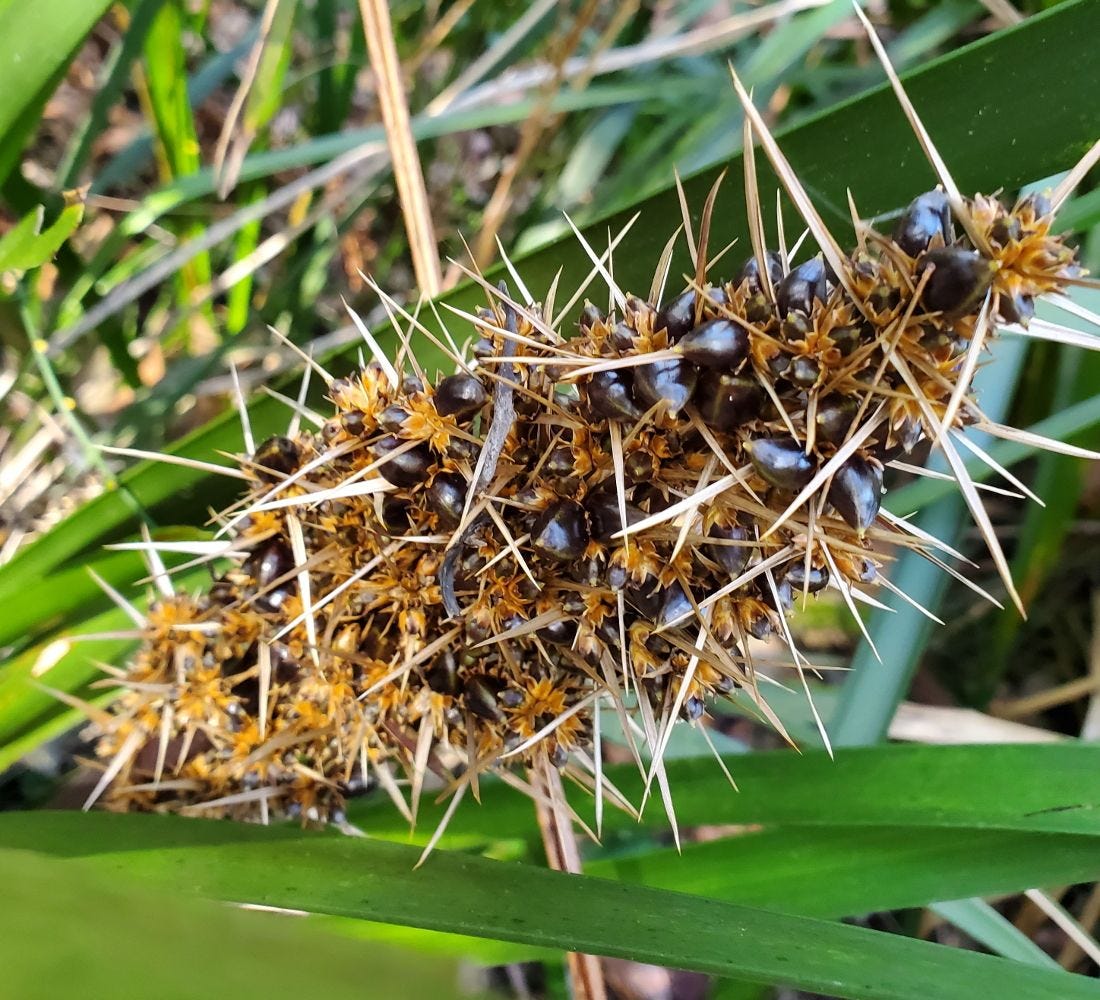 Lomandra longifolia [black seeds] 20221120_152159 sml.jpg