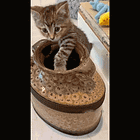 Shawn Fain Invites YOU To The May Day 2028 General Strike! Tabs, Wed., May 1, 2024