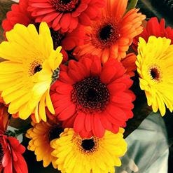 Red and yellow gerbera flowers