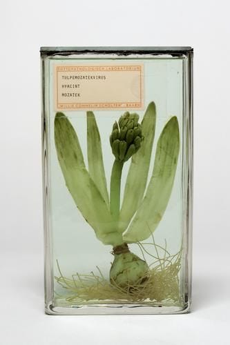 This may contain: an image of a plant in a glass container