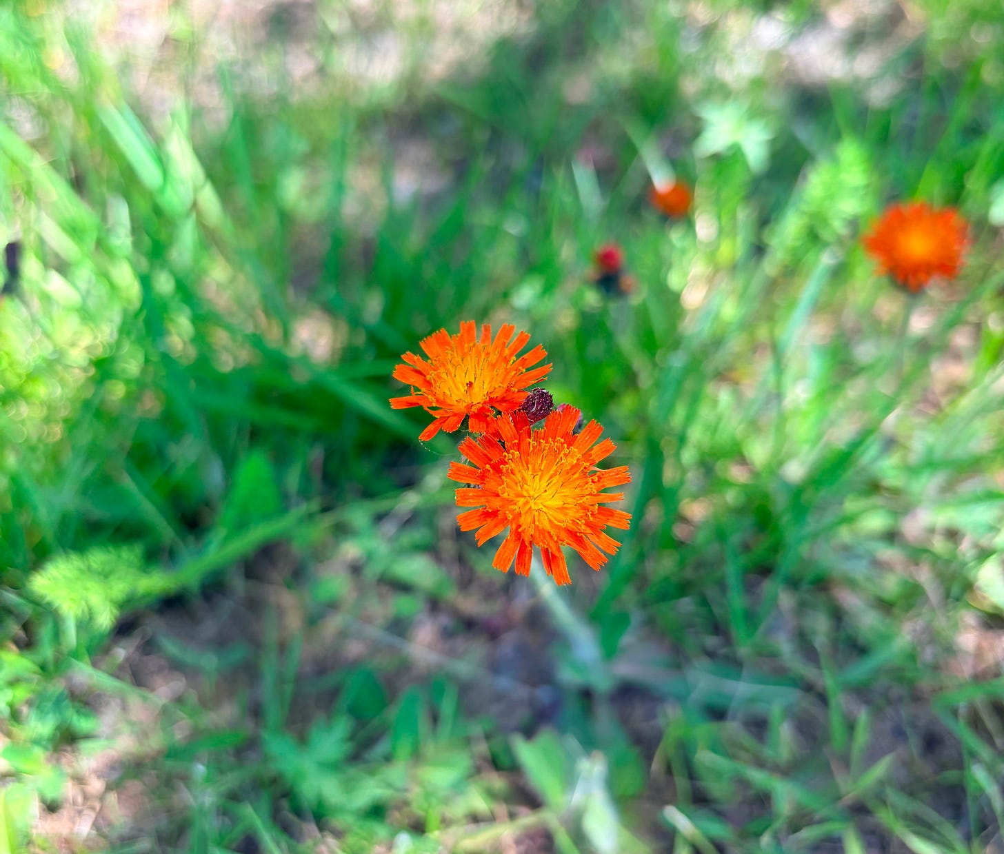 orange wildflowers along side of road orange wildflowers along side of road