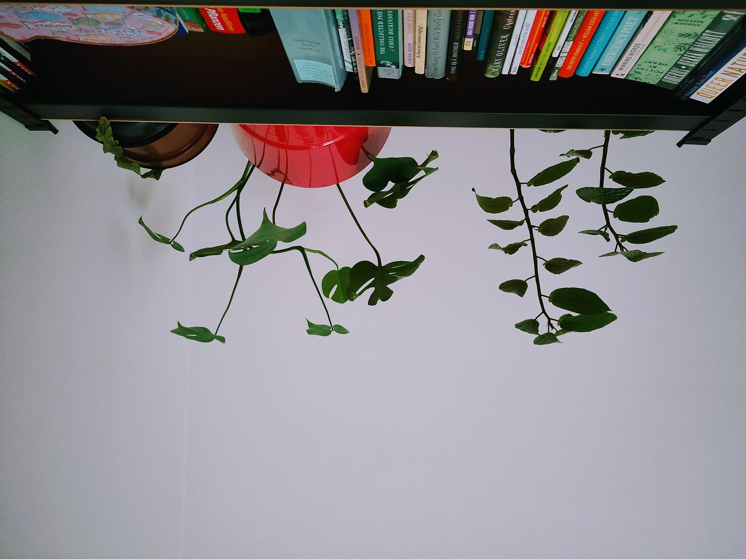 The photo shows the bed perspective of the author when she is lying in bed and looking up. You can see a few green plants and books on the bookshelf.