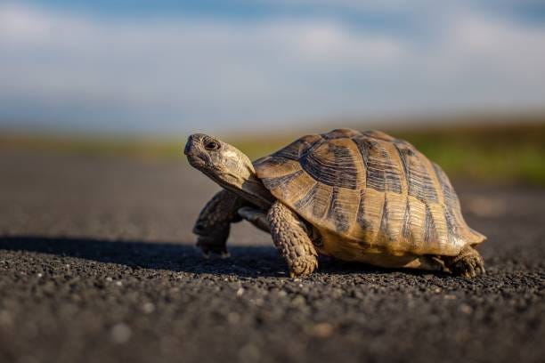 10,600+ Turtle Walking Stock Photos, Pictures & Royalty-Free Images -  iStock | Turtle walking to ocean, Turtle walking green screen
