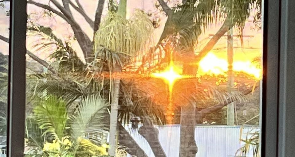 sunlight and trees