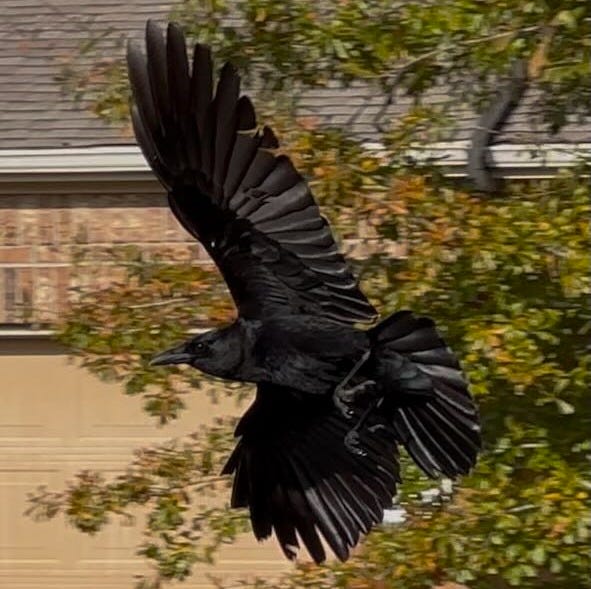A crow spreads its feathers as it flies tilted sideways.