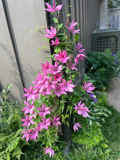 Early summer in my garden