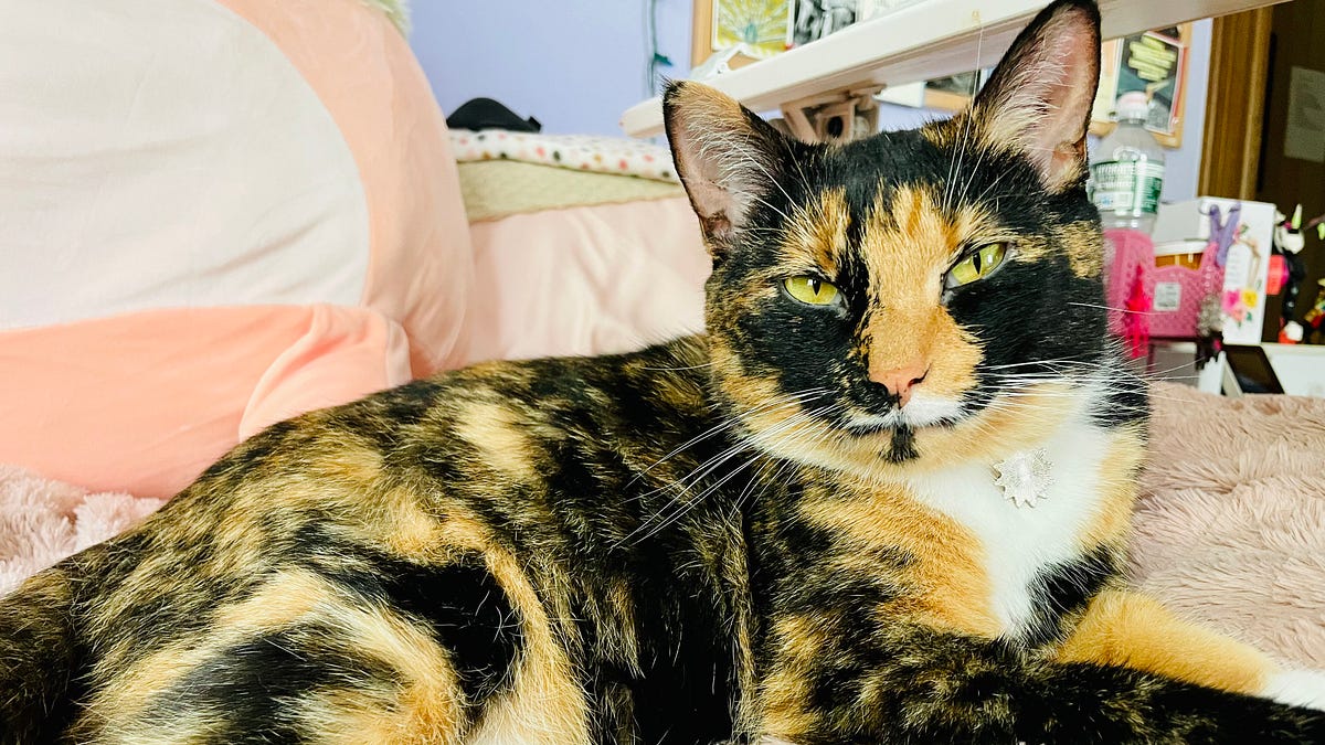 Happy Pi Day! Go Recite Some Pi Or Eat Some Pie, Your Choice!