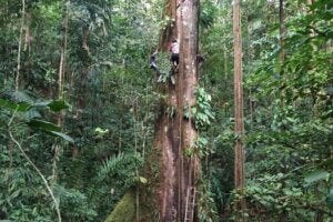 Scientists in Colombia measuring a giant Ceiba tree