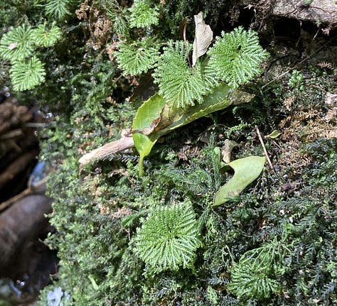 Left hand images shows a kind of umbrella moss, middle shows a hanging moss among red aerial roots of a tree, last image shows rows of tiny leaves up close