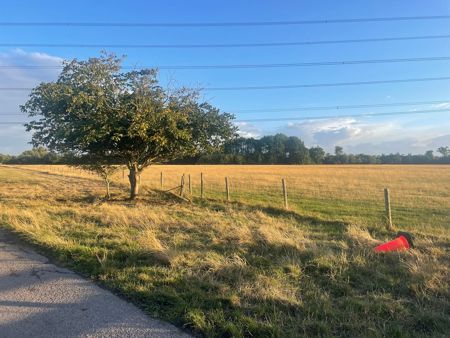 A squat tree under a blue sky and pylons, with yellow grass around and a diagnoal patch of grey road - with a single splash of orange that is a fallen traffic cone