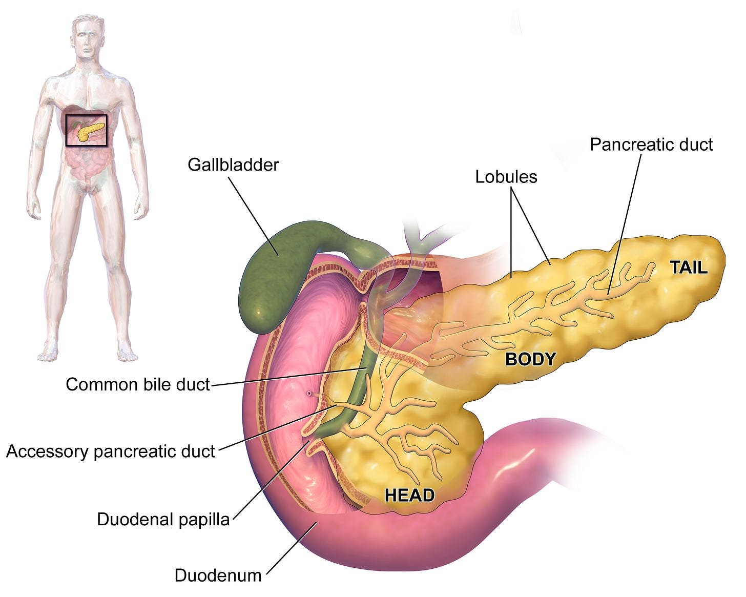 Pancreas - Wikipedia