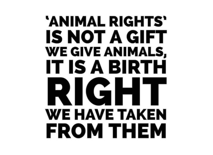 Animal rights aren’t a privilege we bestow—they’re a birthright we’ve stolen. Animals deserve freedom, respect, and autonomy, just as we do. It’s time to stop taking and start recognizing their inherent right to live freely. Animal rights aren’t a privilege we bestow—they’re a birthright we’ve stolen. Animals deserve freedom, respect, and autonomy, just as we do. It’s time to stop taking and start recognizing their inherent right to live freely.