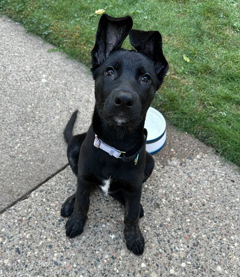 Black puppies being cute in different scenarios: fighting, sitting gorgeously on a couch, staring each other down in the yard, sitting contemplatively in the yard, looking right at the camera with ears askew.