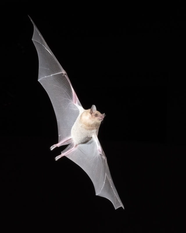 20210915-Bats-1538-Edit.jpg