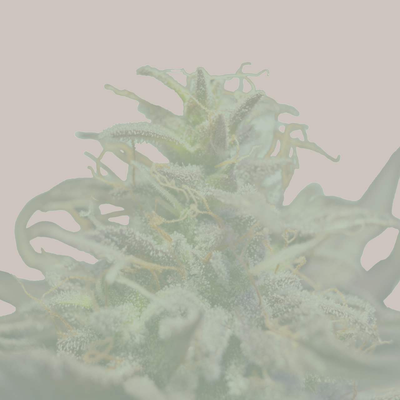 Artwork for The Canna Diary