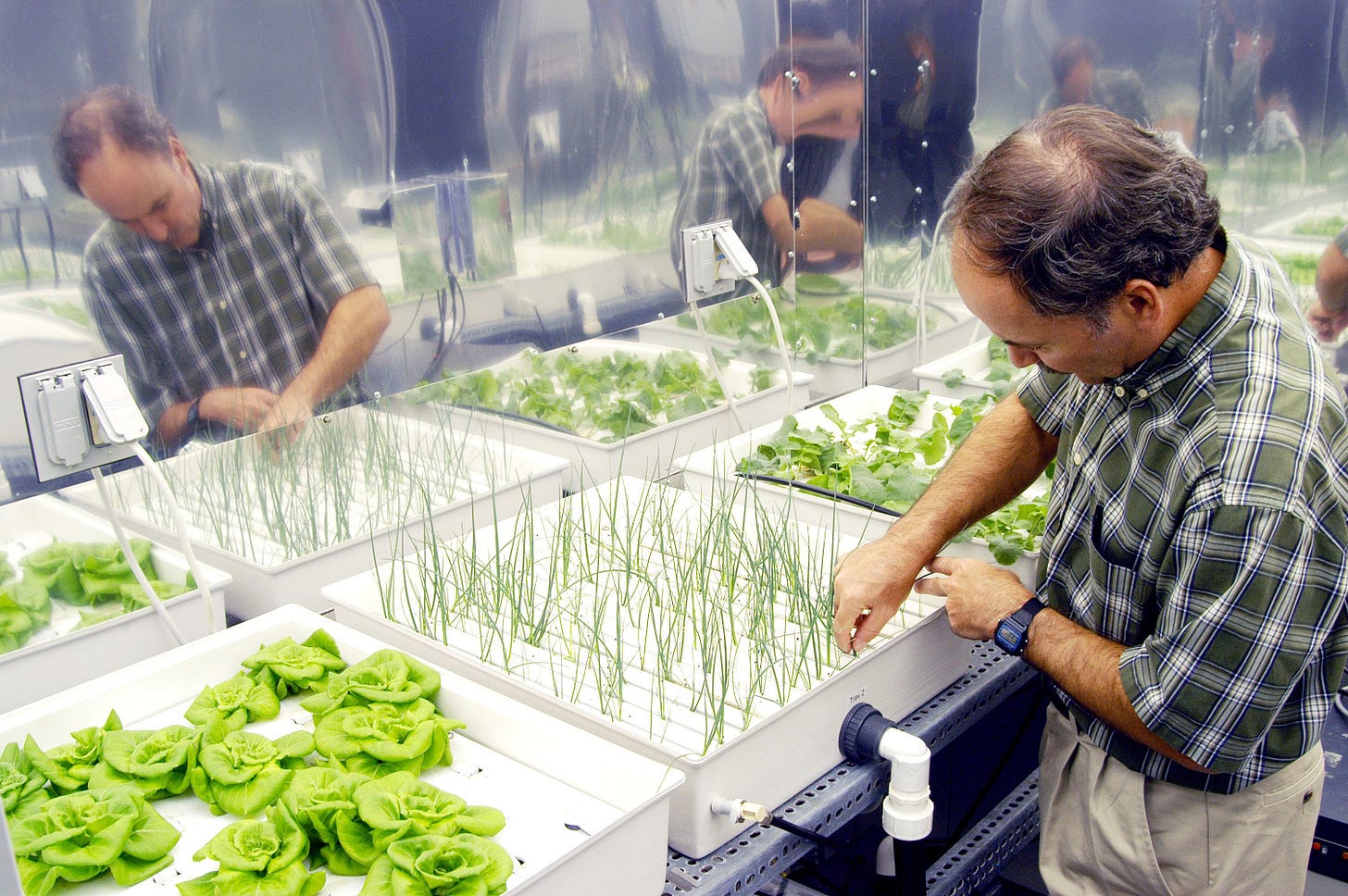Hydroponics - Wikipedia