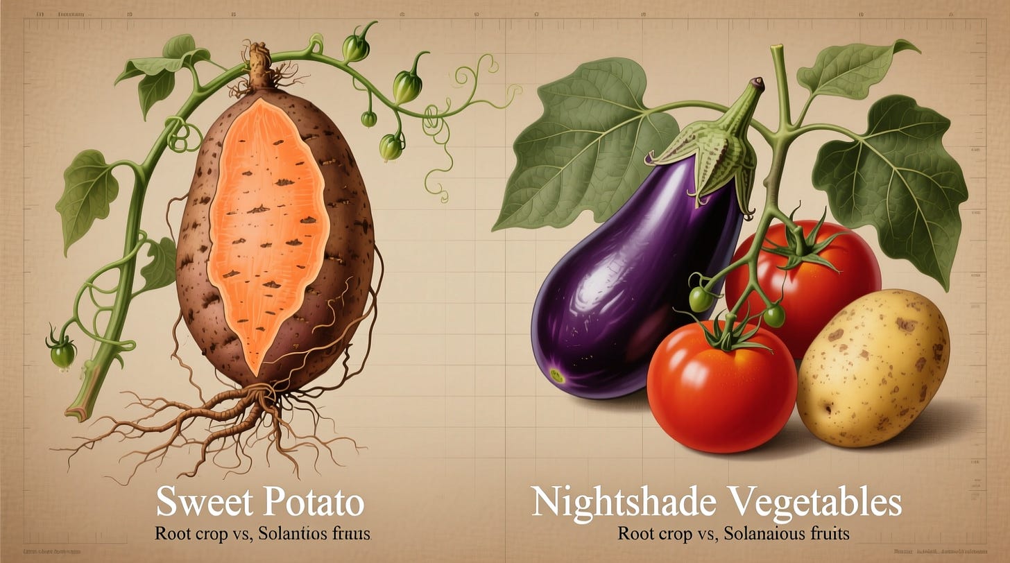 Sweet Potato and Nightshades: Clearing Up the Confusion Sweet Potato and Nightshades: Clearing Up the Confusion