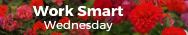 Work Smart Wednesday
