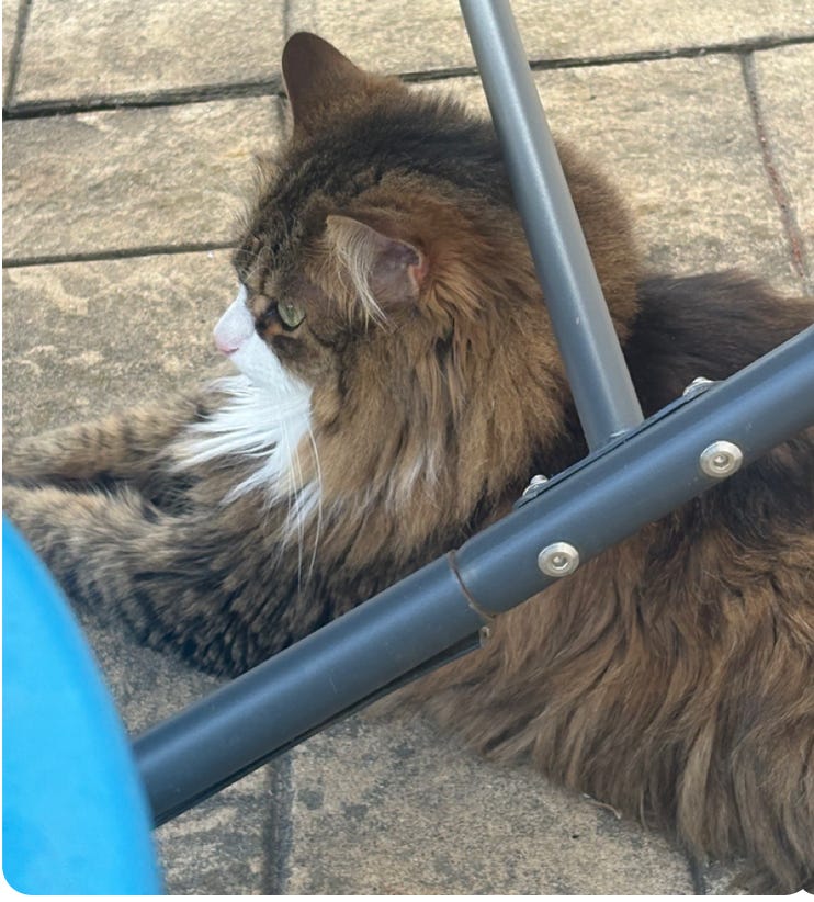 very floofy calico on patio under chair; close up very floofy calico on patio under chair; close up