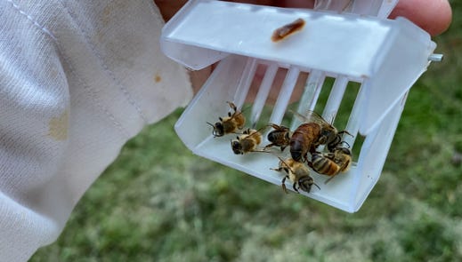 queen bee in a plastic cage with worker bees