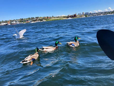 Paddling with ducks on Union Lake and visiting the dinosaurs at UW Burke Museum