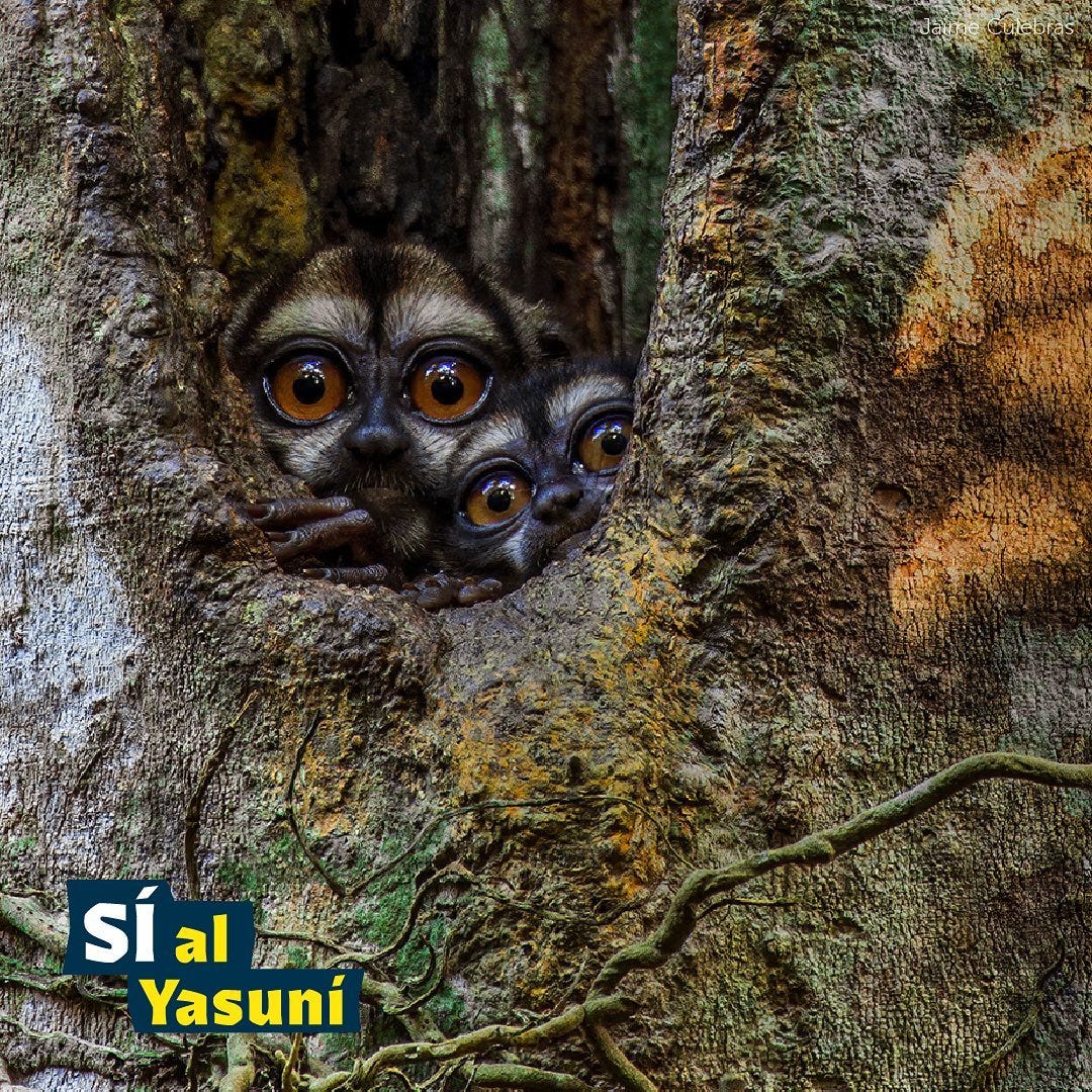 May be an image of slow loris and text that says 'SÍal Yasuni'