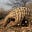 Pangolin My Ass's avatar