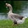 X avatar for @SaratogaGoose