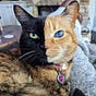 Catti's avatar