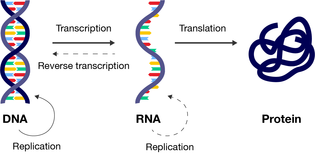 Protein synthesis - Learning Lab - RMIT University