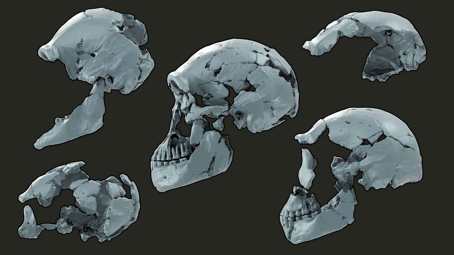 Five skulls of Homo naledi from the left side