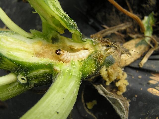 photo of squash vine borer larva in cut open vine