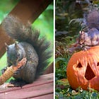 Autumn, Gardens, Squirrels
