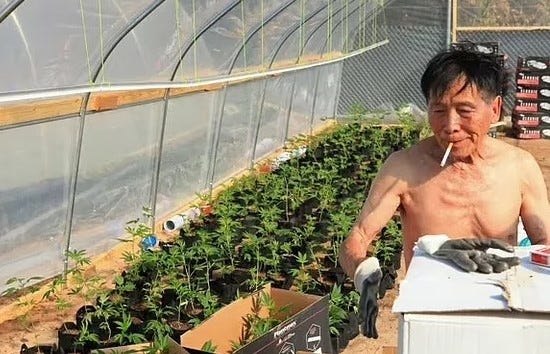 Chinese Gangs Overtaking US Weed Market, CCP Connection Raises Alarms