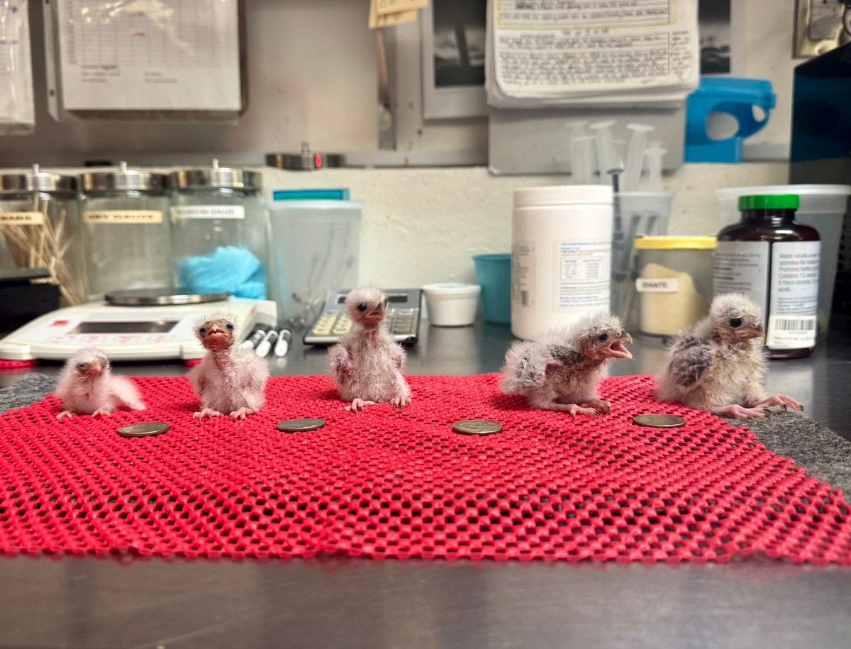 5 fuzzy little baby birds are seated on a red non-slip mat with quarters in front of each of them. They're on a metal table with veterinary supplies behind them as well as a scale