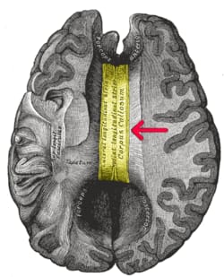 A close-up of a brain

AI-generated content may be incorrect.