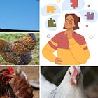 What breed is my chicken?