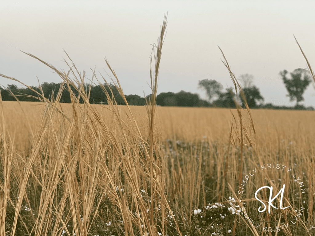Autumn Grass | photography by Kristy Lynn