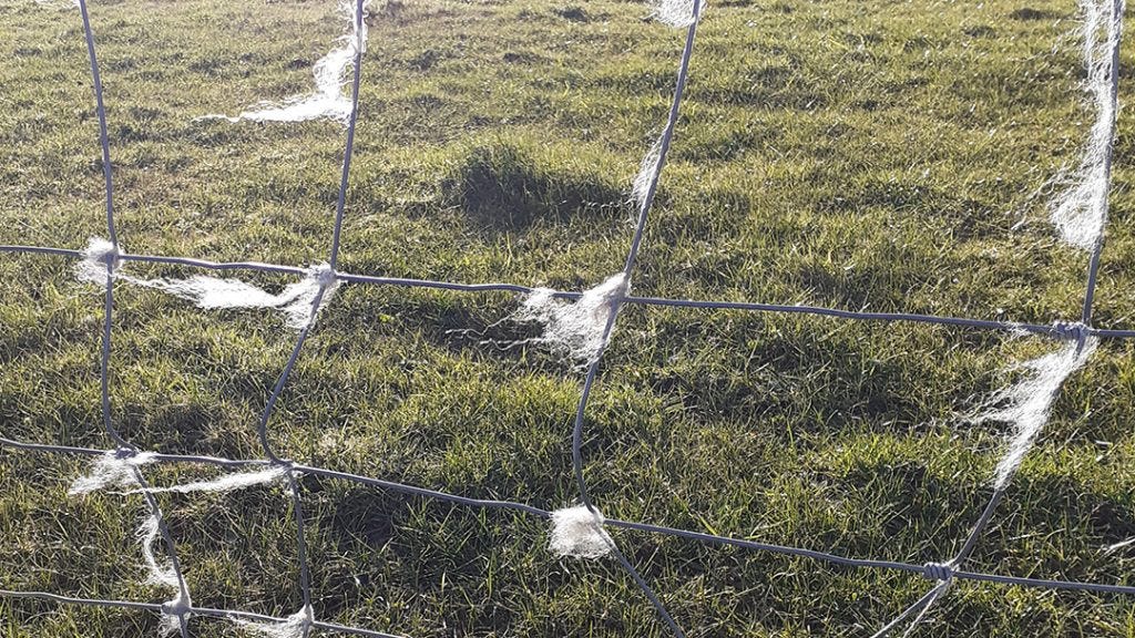 wisps of wool on a wire fence